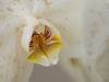 Orchideenwelt 5 -  toni jaitner