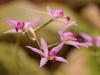 Orchideenwelt 