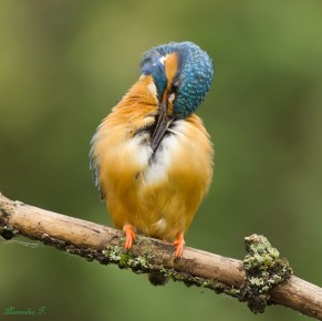 Eisvogel