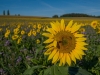 Sonnenblume