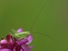 heuhuepfer