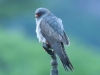 rotfussfalke-maennlich