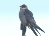 rotfussfalke-weiblich