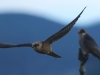 rotfussfalke1