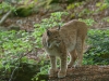 Foto: Helmuth Pliger
