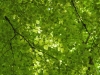 Foto: Helmuth Pliger