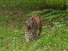 Foto: Helmuth Pliger