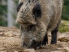 Wildschwein, Helmuth Pliger