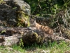 Helmuth Pliger, Luchs