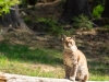 luchs-jungtier