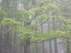 nebel