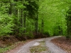 waldweg