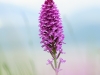 castelluccio-2020-5