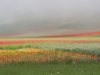 castelluccio-2020-7