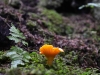 pilz1