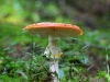 pilz2