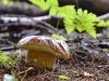 pilz6