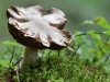 pilz8
