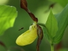 frauenschuh-insekt