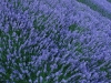 lavendel