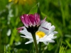 edeltraud_gaensebluemchen7