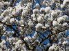 edeltraud_kirschbaum