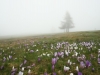 Krokusblüte im Nebel - Alex P.