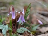 Sieghard Öttl, Hundszahanlilie rosa