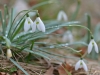 Sieghard Öttl, Schneeglöckchen Gruppe