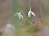 Sieghard Öttl, Schneeglöckchen versteckt