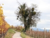 Alter Baum mit Efeu und Mistelzweigen