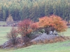 Steinlesehaufen mit Vogelbeerbäumen