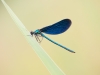 Prachtlibelle