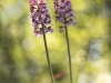 Purpurknabenkraut