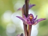 violetter Dingel