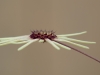 Macro - Nicole E.
