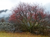 Roter Blickfang - sieghard ö.