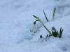 Fruehlingsknotenblume