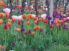 Tulpen