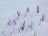 Krokus im Schnee