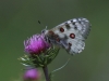 apollofalter1