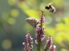 Blaeuling und Hummel