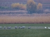 zwei-silberreiher-sind-auch-da