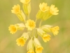Schlüsselblume - Alex P.