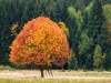 Eiche im Herbstkleid