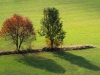 Herbstfärbung