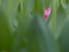 Tulpen 3