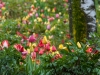 Tulpen 2