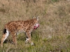 Luchs