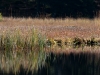 kleiner Arbersee